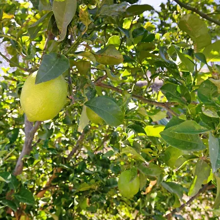 Wayra Wasi וילה *